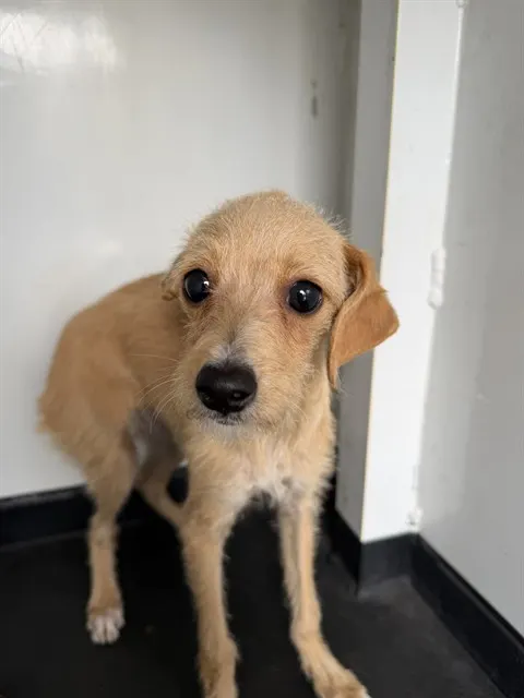 Adoptable Dog