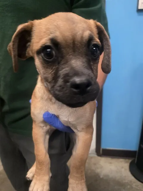 Adoptable Dog