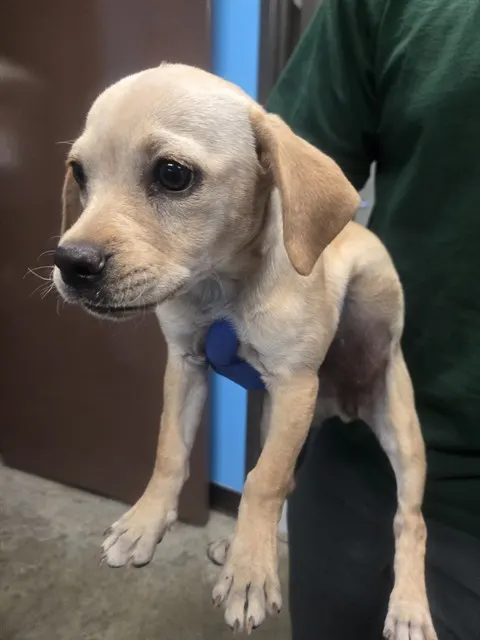 Adoptable Dog