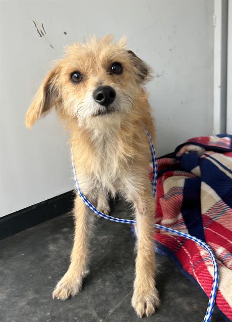 Adoptable Dog