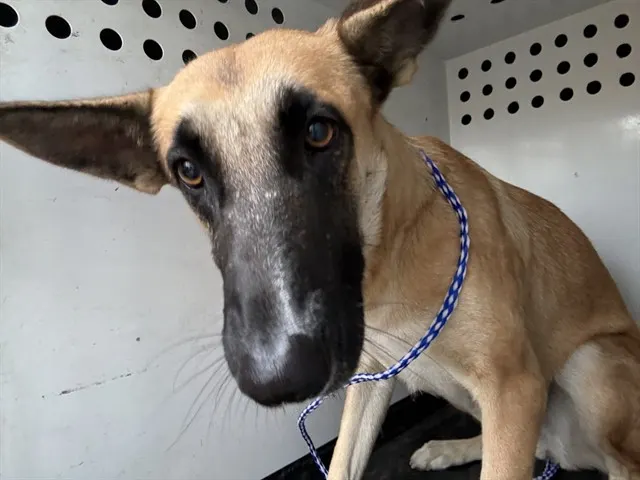Adoptable Dog