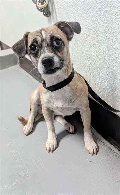 Adoptable Dog