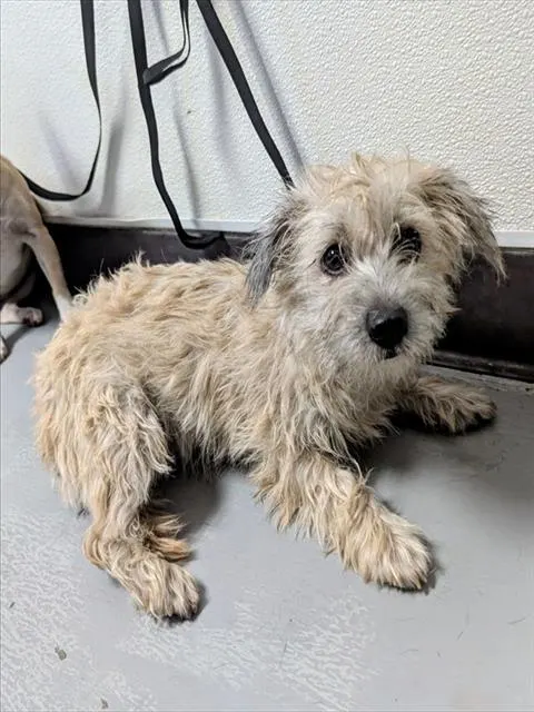Adoptable Dog