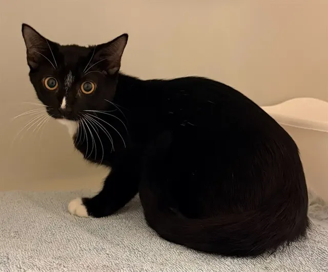 Rascal