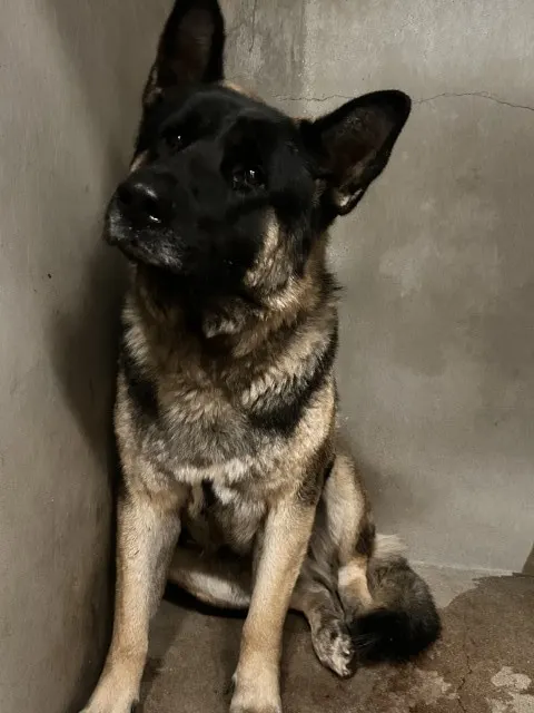 Koda