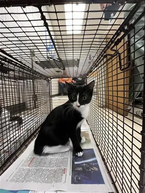Adoptable Cat