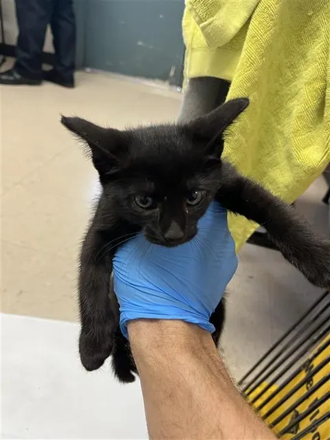 Elvira