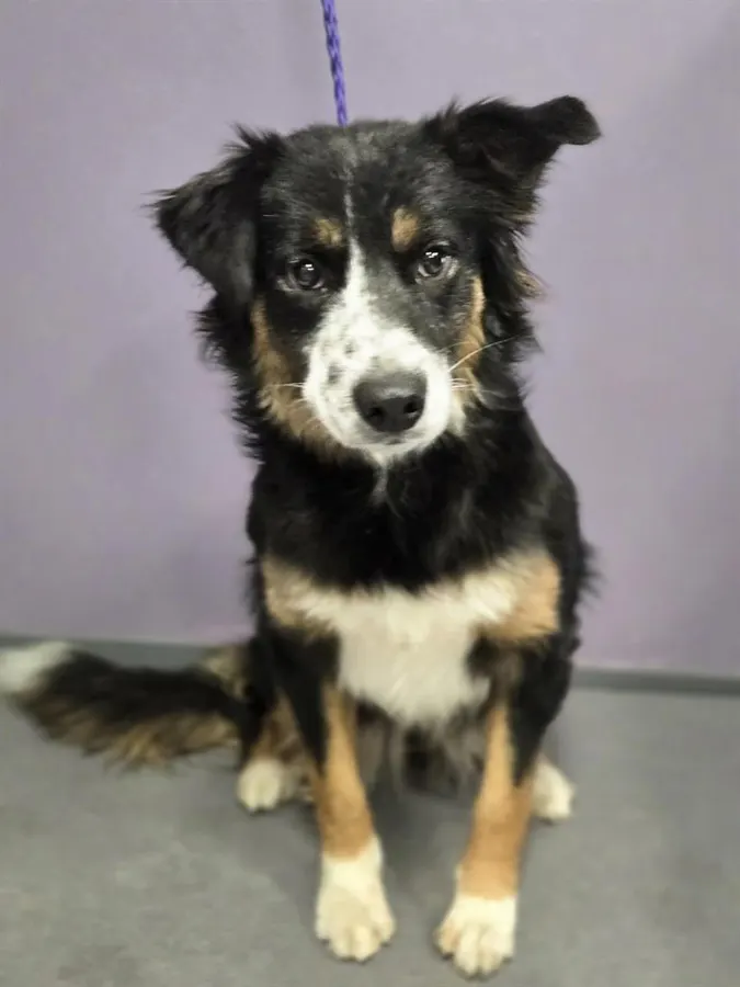 Aussie 1