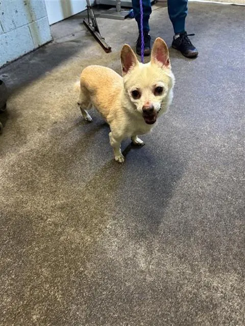 Oscar
