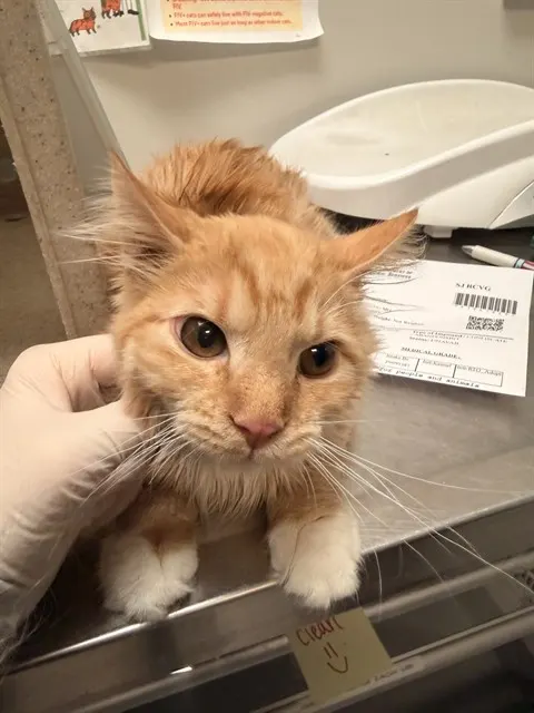 Adoptable Cat