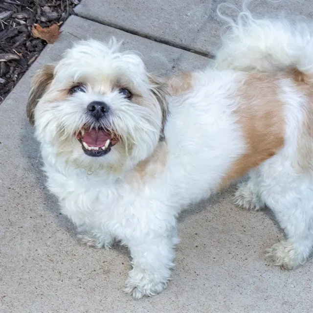 Louie