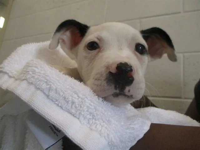 Adoptable Dog