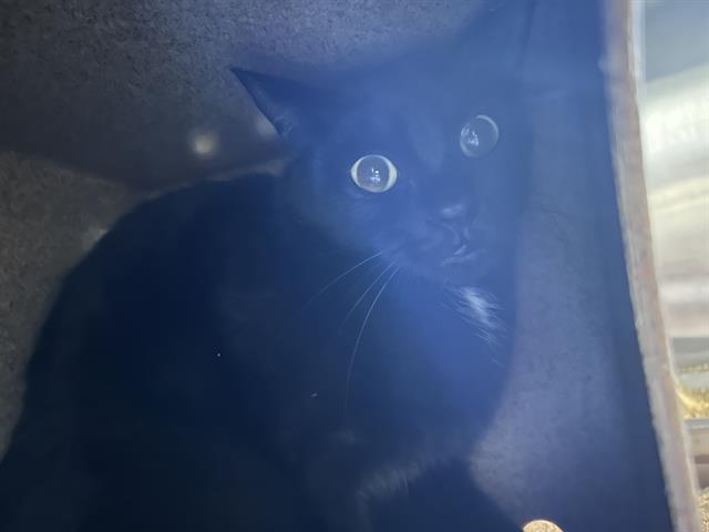 Sam The Skittish