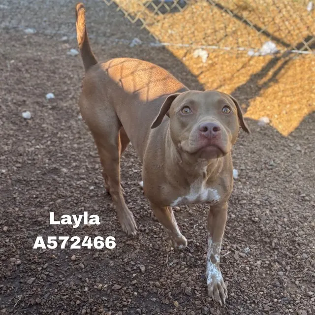 Layla