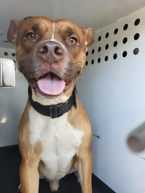 Adoptable Dog