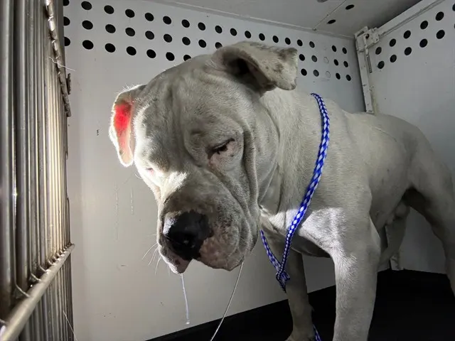Adoptable Dog