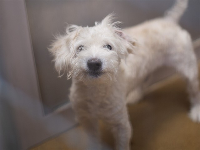 Adoptable Dog