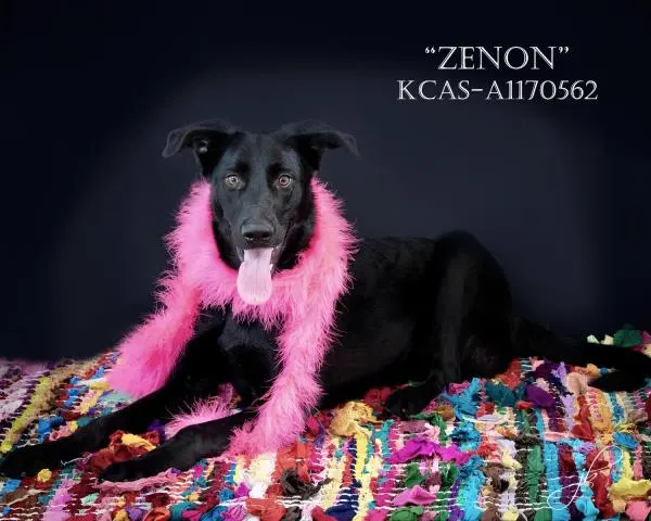 *Zenon