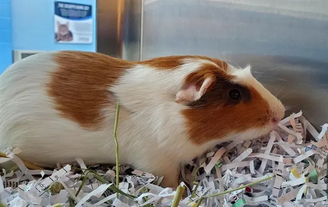 Cinnamon