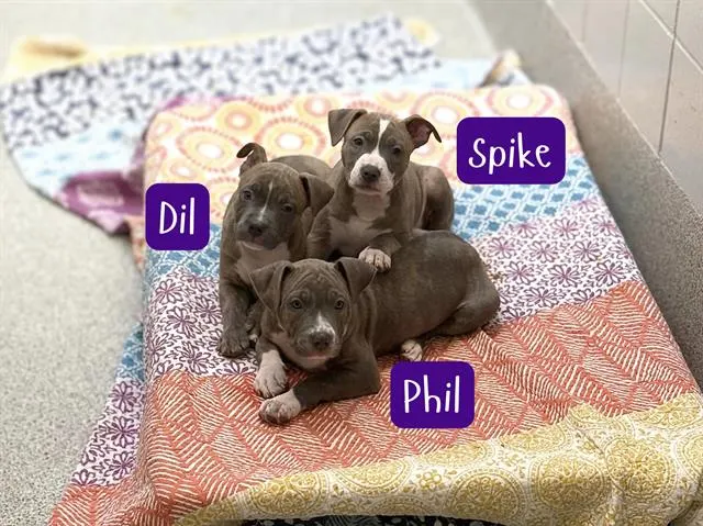 Dil