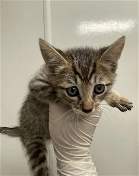 Opie