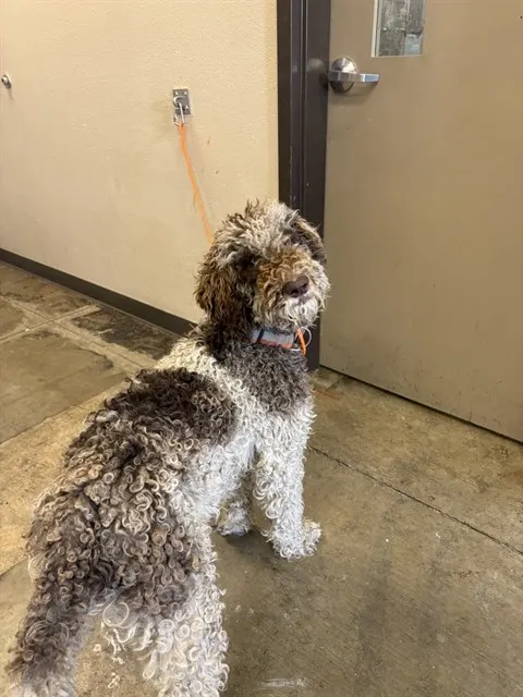 Maximus