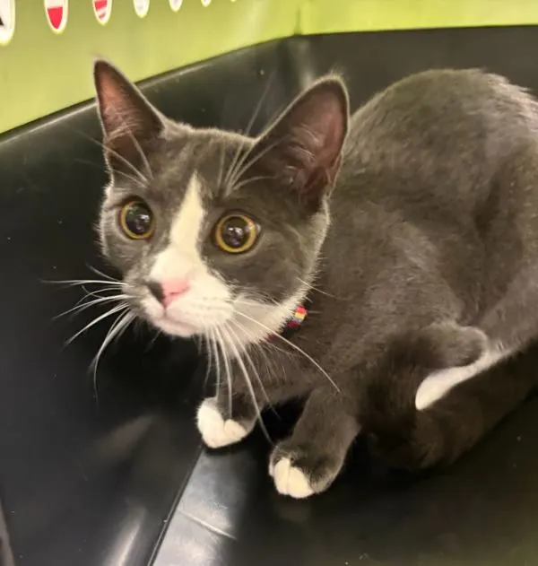Adoptable Cat