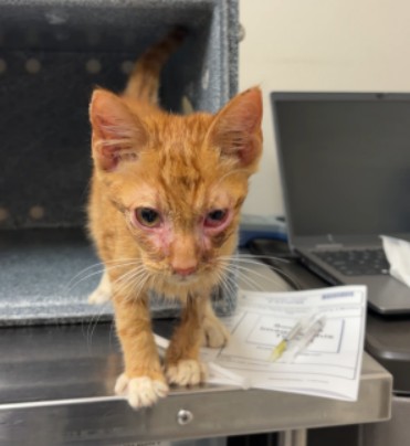 Adoptable Cat