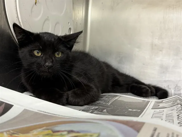 Adoptable Cat