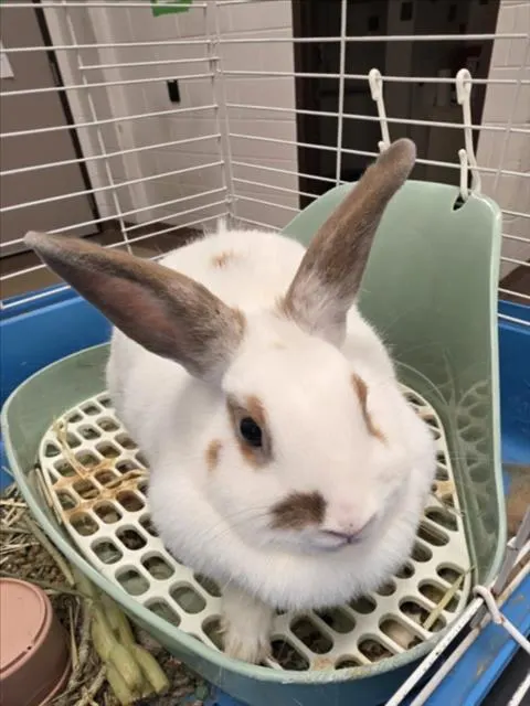 *Hunny Bunny