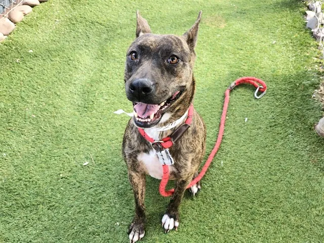 Nova