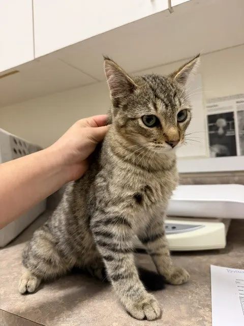 Adoptable Cat