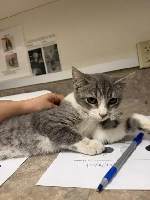 Adoptable Cat