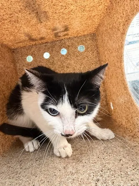 Pepper