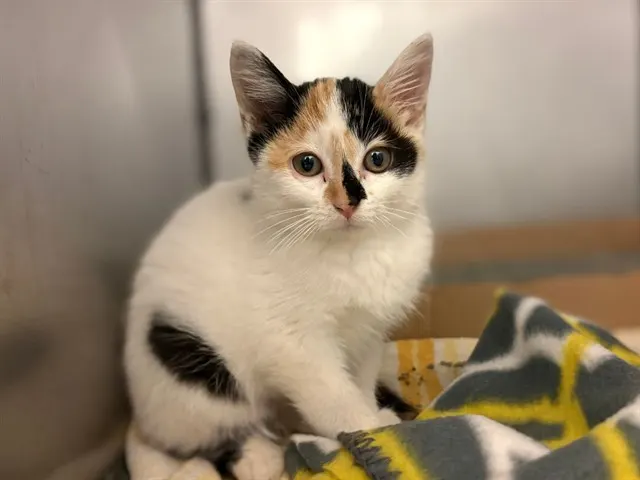 Lucy Lemon
