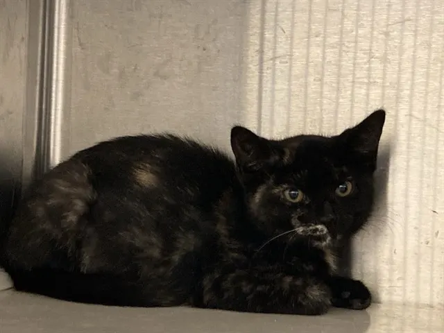 Mia