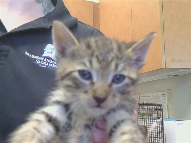 Adoptable Cat