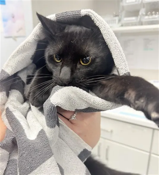 Adoptable Cat