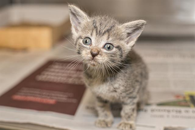 Adoptable Cat