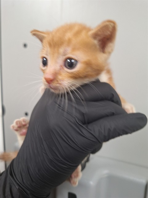 Adoptable Cat