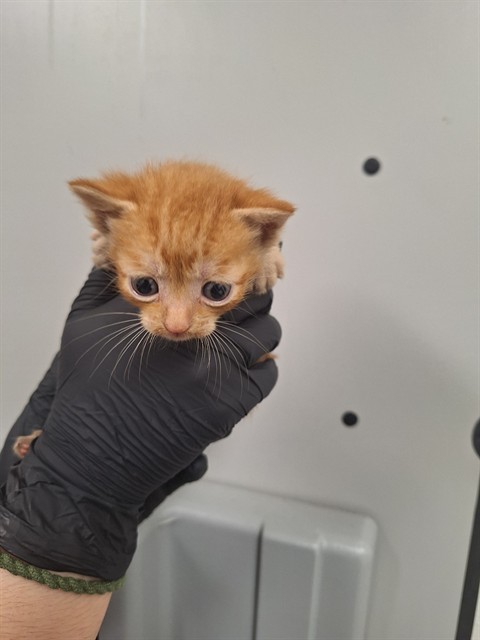 Adoptable Cat