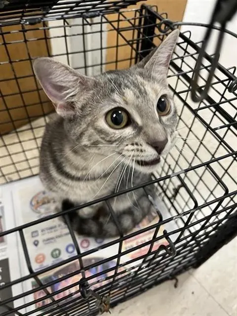 Adoptable Cat