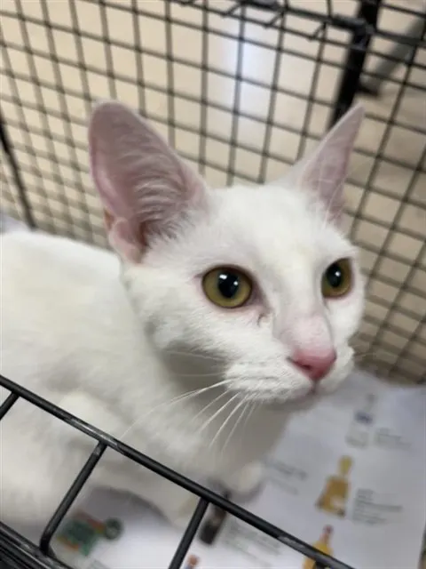 Adoptable Cat