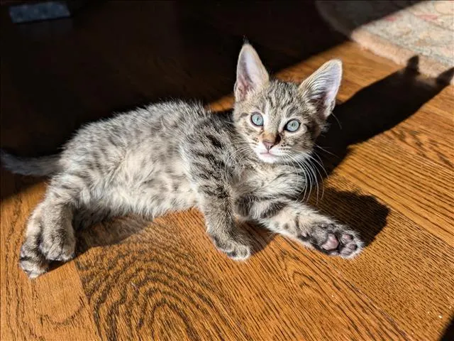 Nutmeg