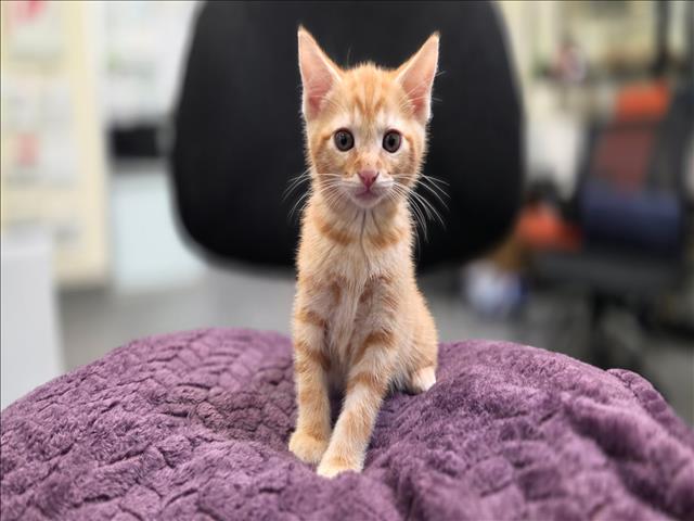 Adoptable Cat