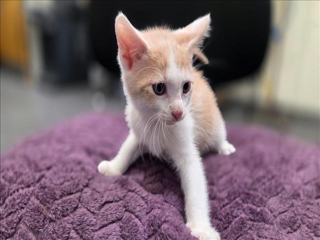 Adoptable Cat