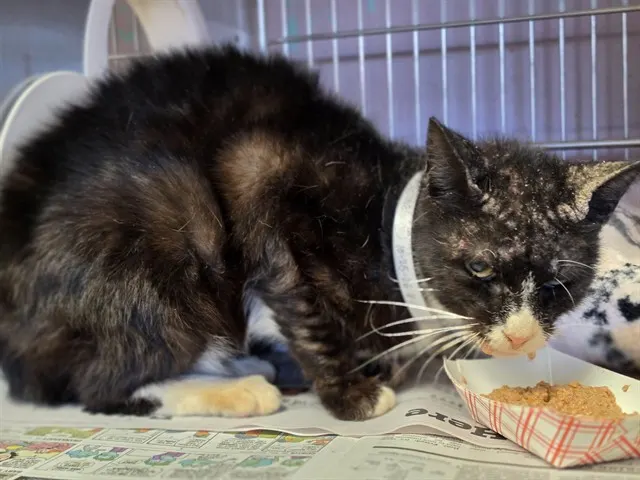 Adoptable Cat