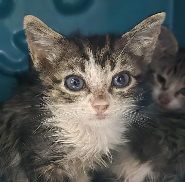 Biscuit