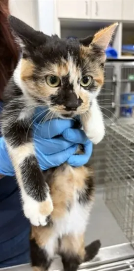 Adoptable Cat