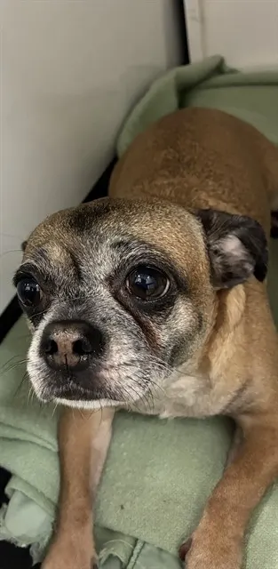 Bonnie